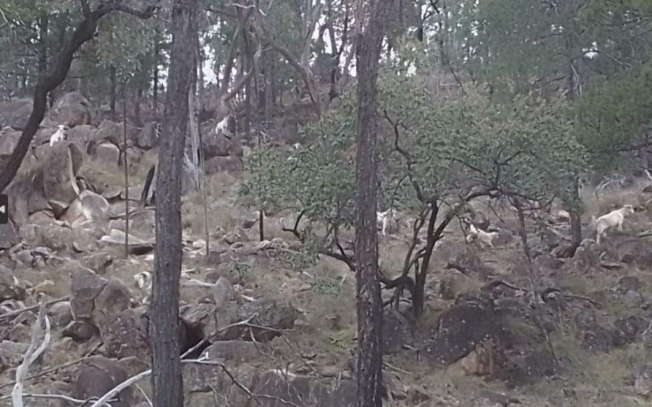 When I came to the rocky ridge today out near North Gate NSW... goats were everywhere