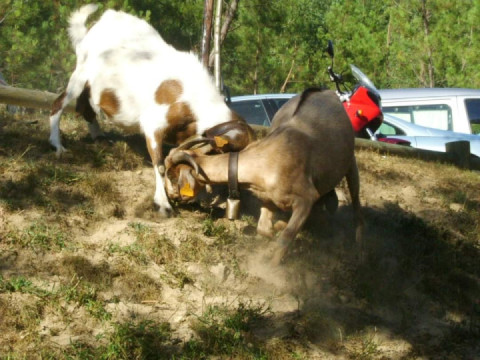 2007-08, Home, suite home