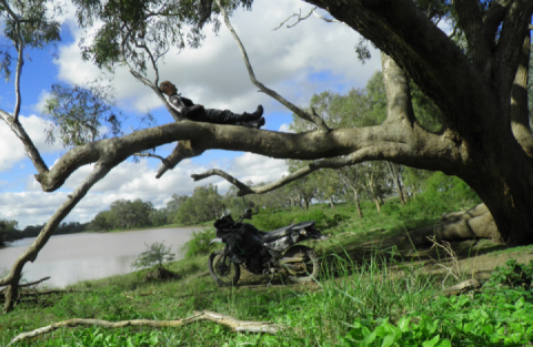 I call this tree 'rhestntree'