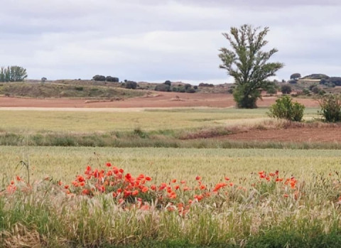 Official sunday ride out with the local Harley Owners Group.