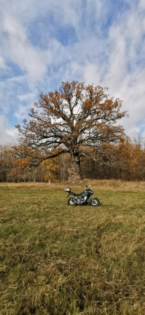 A nice autumn day with my CB500X-2022, best regards from Sweden