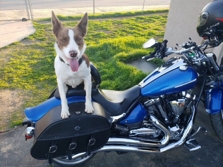 Getting our pup use to the bike