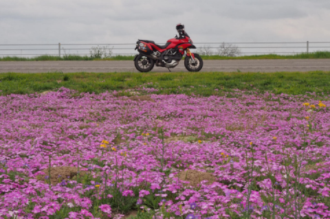 Wild Flowers of Utah