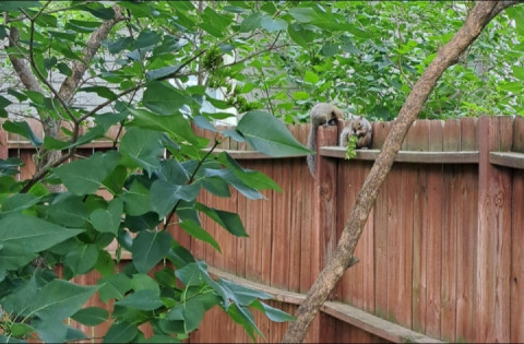 From Valley City, ND to Grand Rapids, MN, 273 miles