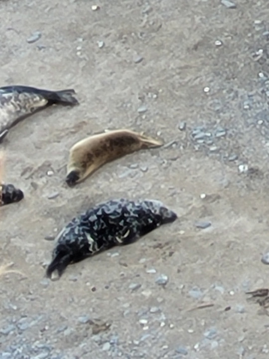 Spent the evening at godrevy. saw loads if seals