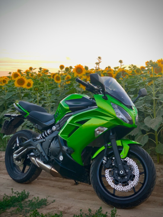 Sunlight on sunflowers