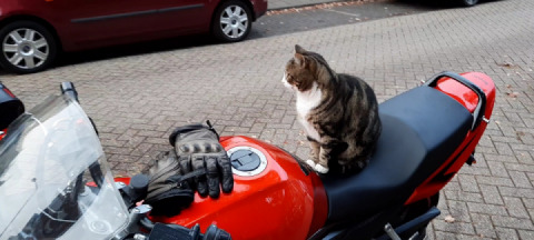 No place for biker mice