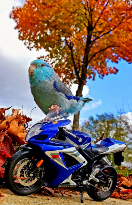 Would you Rather Fly or Would you Rather RIDE ......... #BlueFeatherweightRider ........ ✌? ?????