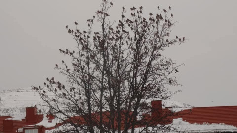 Me -Oh look at all the beautiful birds in every tree around the house.