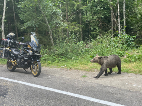 The little bear loves my Varadero