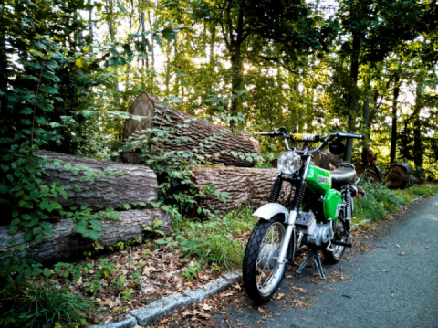 Der frühe Vogel hat's besser... wegen der Katze ?