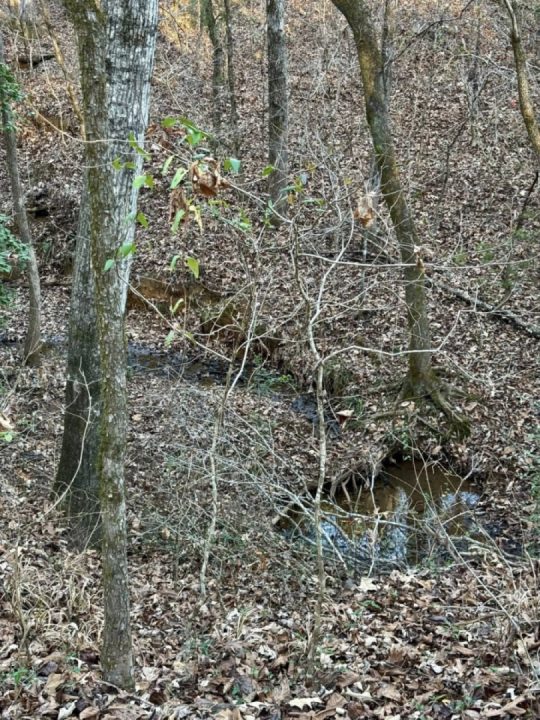 Found this little up and down today. Time to cut a trail.