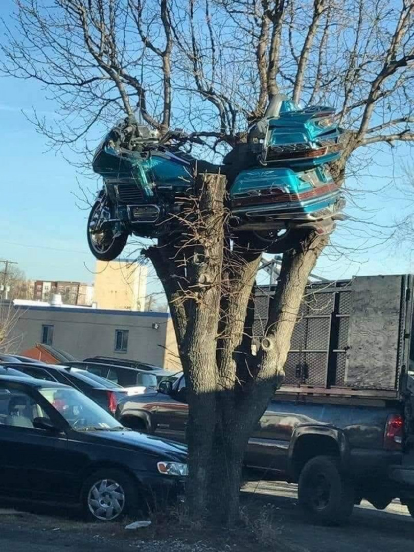 So I guess you supposed to park a gold wing in a nest