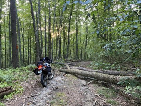 Logjams in Petersham