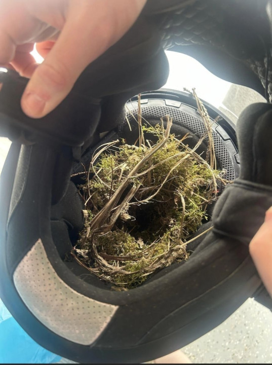 This is what happens when you leave your helmet outside the house?