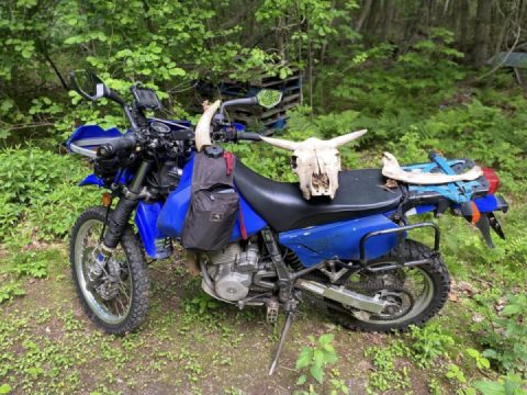 Some bones found along the way.