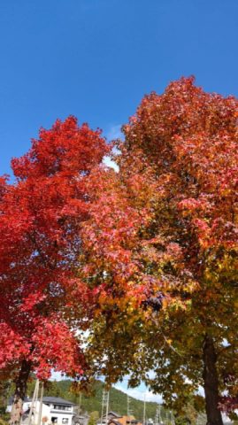 I took a day off with my wife to see the autumn leaves🍁🤗