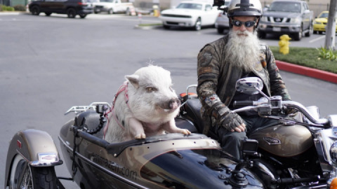 Mindblowing Facts About Harley-Davidson