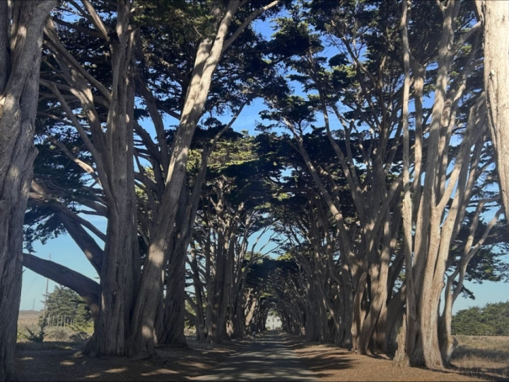 Cypress Tree Tunnel