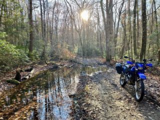 More fun in the forest