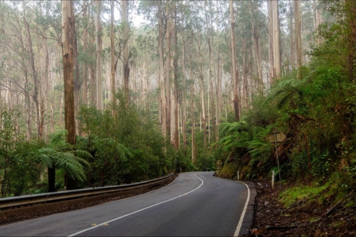 The Black Spur, Victoria