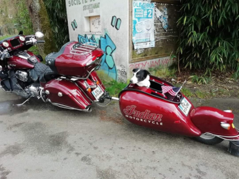 The dog also travels ?✌️