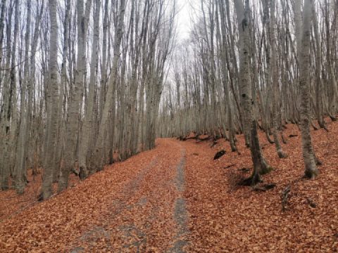 Autumn colours Lovćen, Cetinje, Montenegro