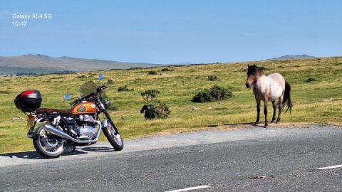 I think this Dartmoor pony fancies a go on my motorbike!