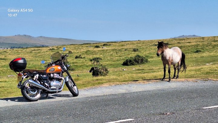 I think this Dartmoor pony fancies a go on my motorbike!