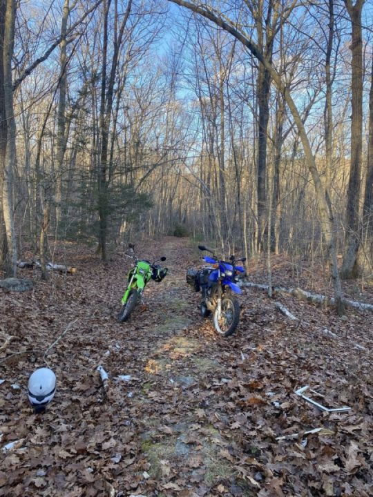 Fun in the forest with a friend