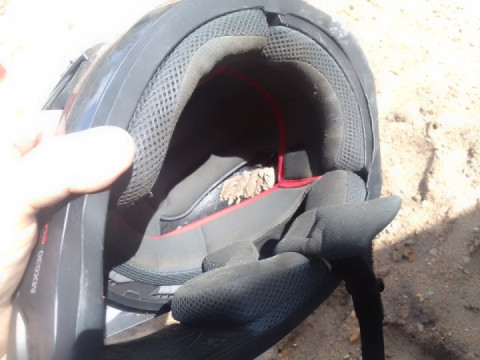 Wasp thought this be a nice place to build nest!