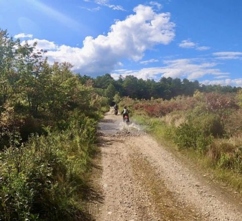 Tom swamp group romp