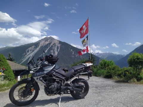 A tiger in its natural environment