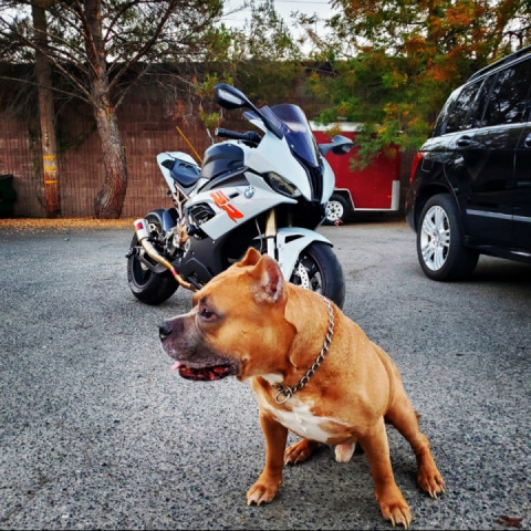 More pics of my BMW K67 S1000rr