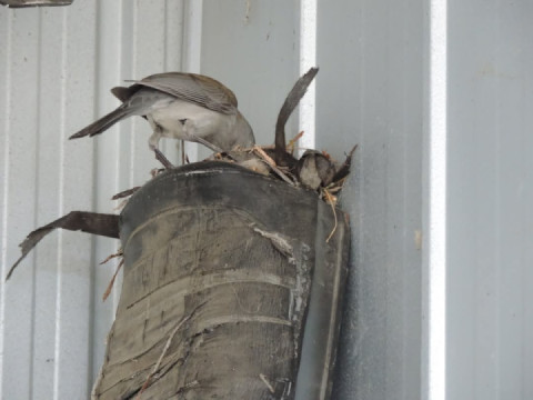 The Grey Thrush Shrike is a good colour match for my old RS seat
