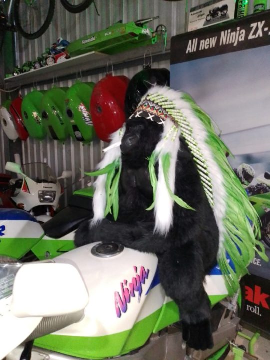 Akira the gorilla thinks he is lime green chief of limey cave... Told him ease up on the weed!