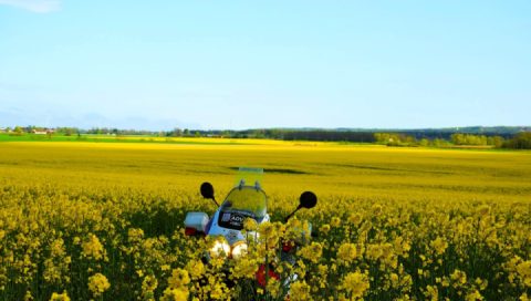 Rapeseed fields in the Scania region of Sweden 