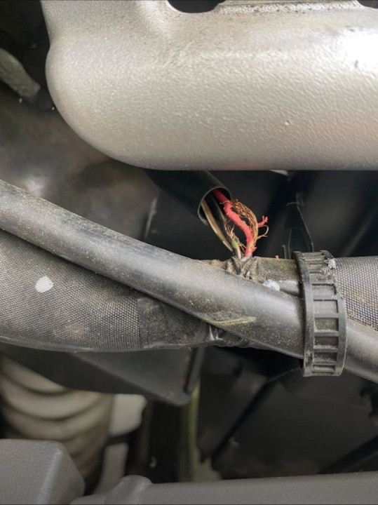 Mice chewed harness?