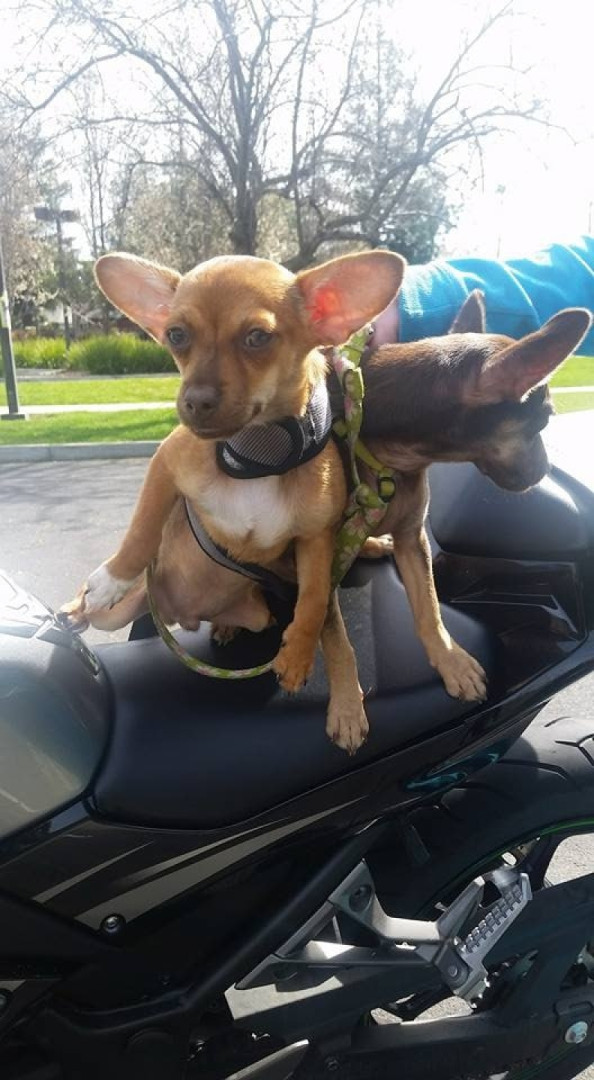 Check out the chihuahuas they stopped to take a picture on my motorcycle. Lol! I have fans.