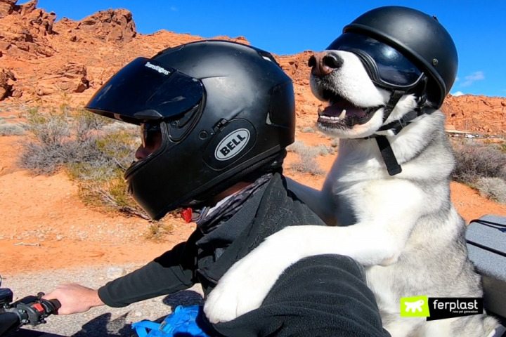 BY MOTORBIKE WITH YOUR DOG… WHAT THE LAW SAYS