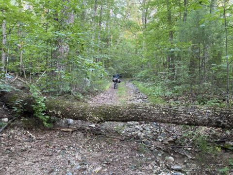 Logjams in Petersham