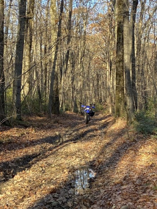 More fun in the forest