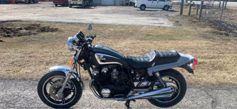 Layla (Dark Beauty) the latest addition to the stable