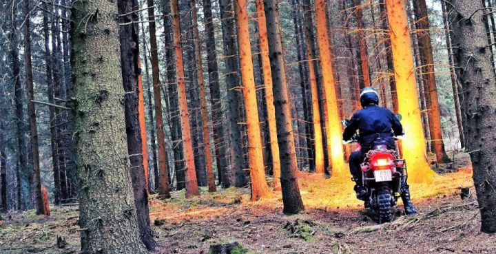 Swedish forests 
