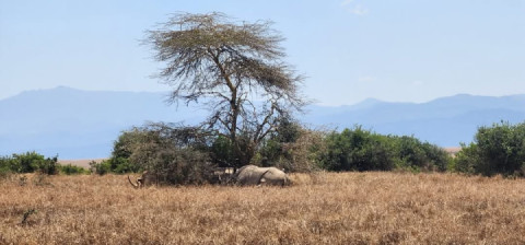 Today was some Rhinos, Giraffes, Zebras and Elephants (far from )