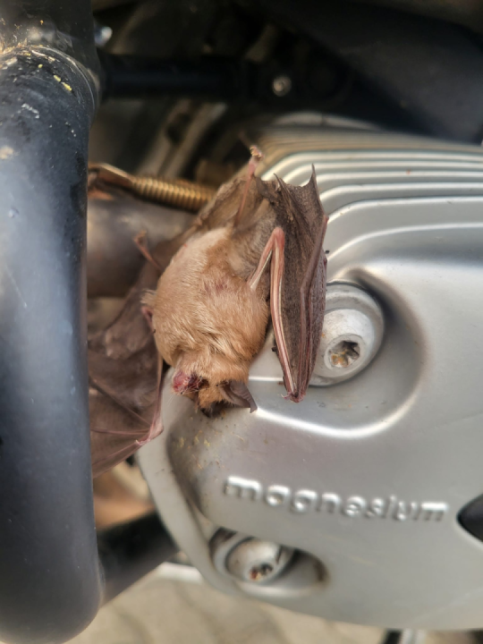 Suvenir from Ireland??