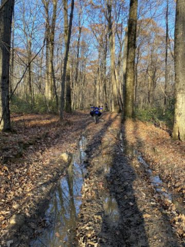 More fun in the forest