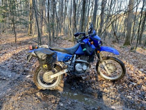 More frigid fun in the forest