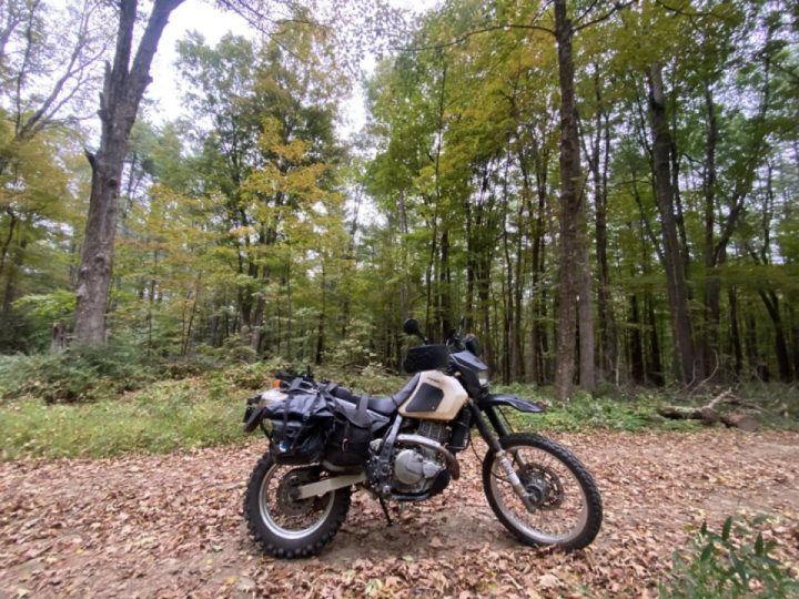 Fall forest fling
