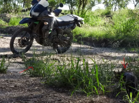 Missy and I... and Goanna... love those green eyes